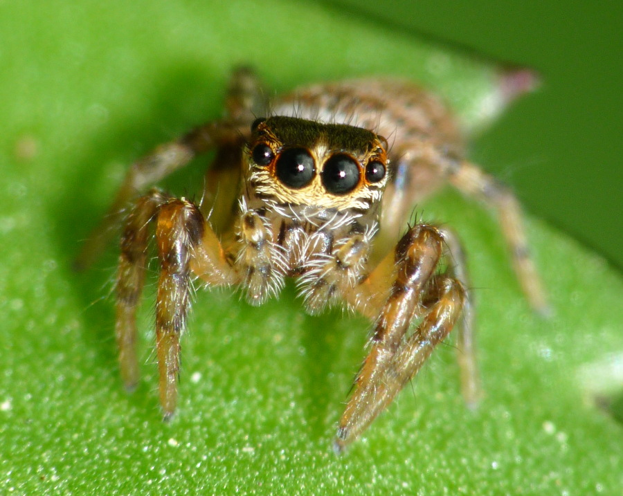 Evarcha sp.